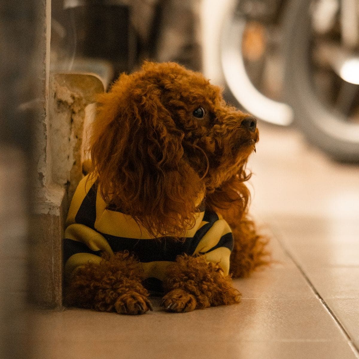 A neatly groomed dog after grooming (illustrative)