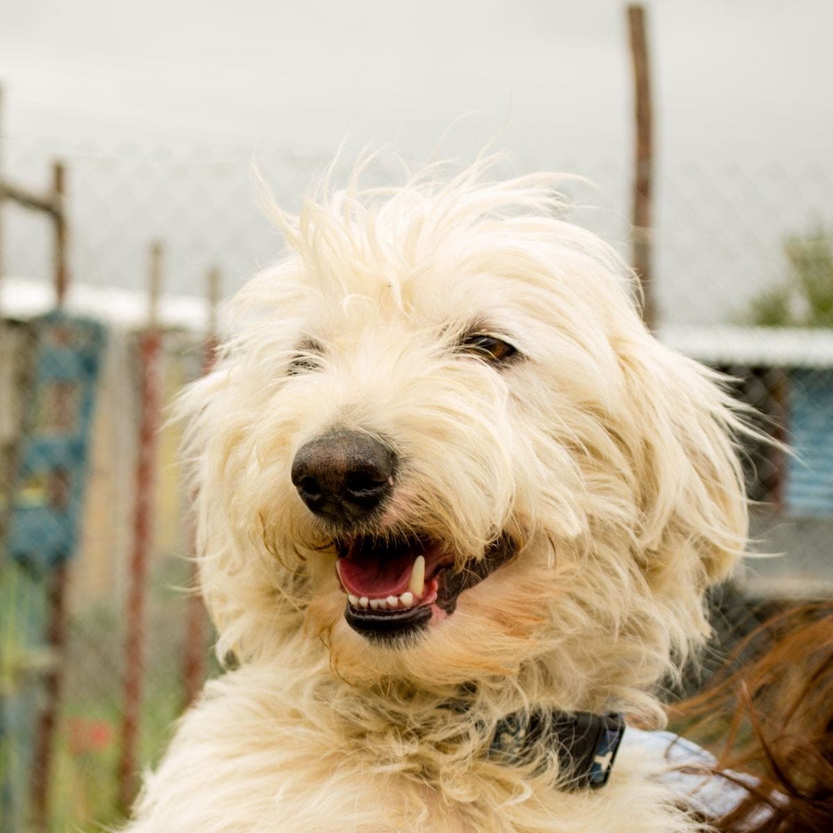 A dog with overgrown fur before grooming (illustrative)