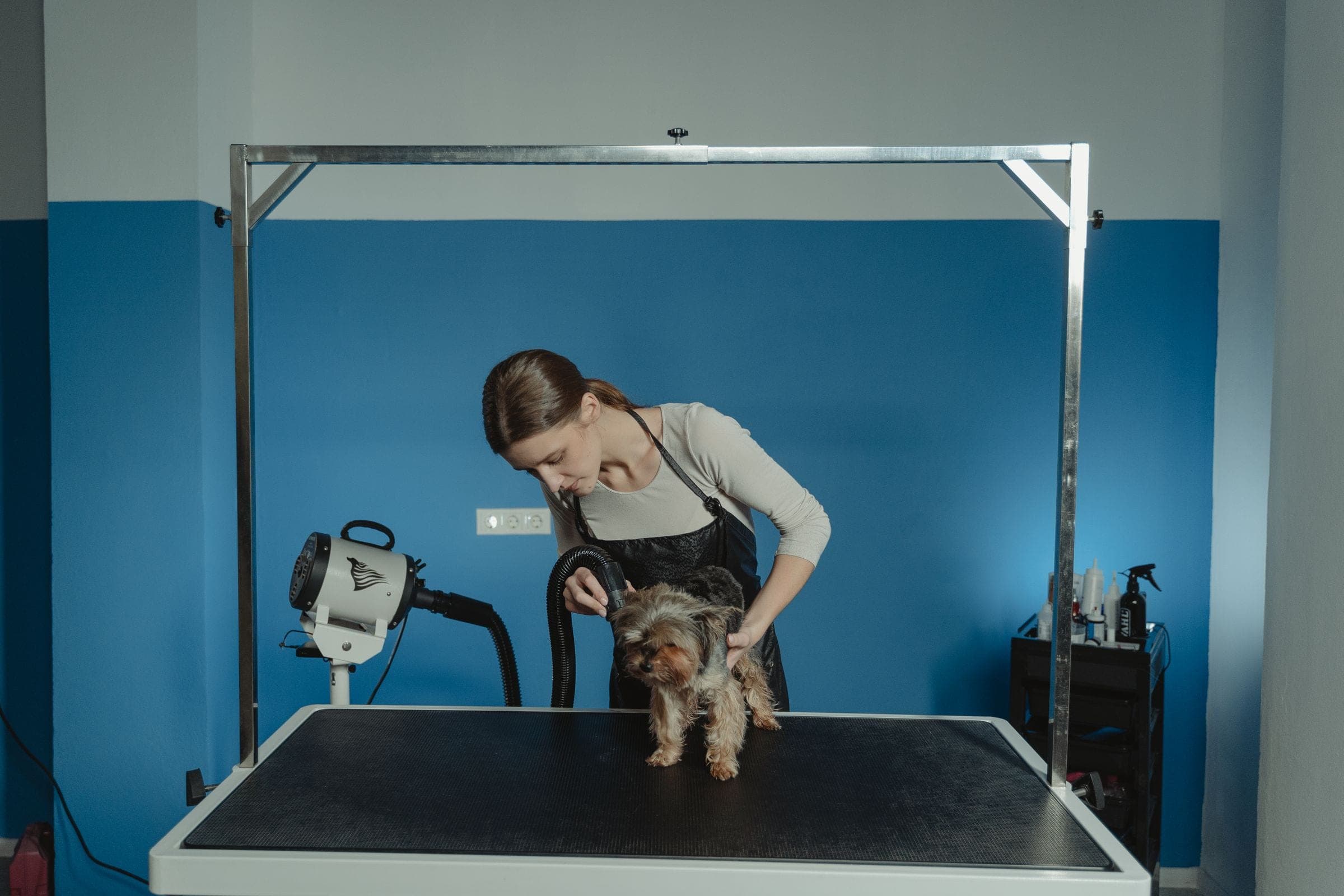 A mobile groomer with a freshly groomed fluffy dog