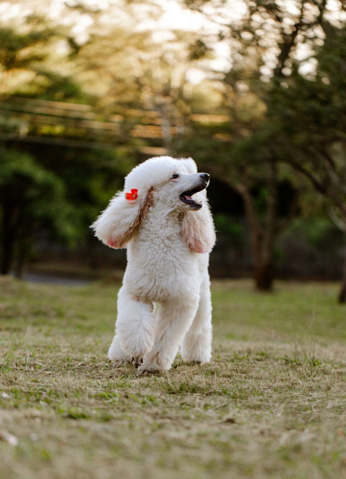 Portrait of a freshly groomed dog